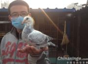 ������������ӭ������(ͼ)