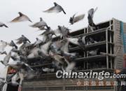 ����4.15�����������ŷɳɹ�(ͼ)