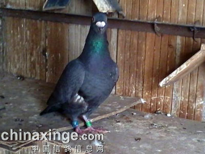 ���Ϻ�500�������˹�(ͼ)