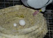 ʷ����΢�͸뵰 ���㻷��С(ͼ)