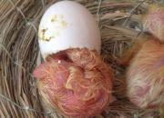 �ƿǣ�����������һ����(ͼ)