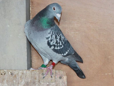 ��������׸�ͼ