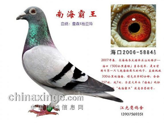 ���Ϻ�����������ӥ���������캣����(ͼ)