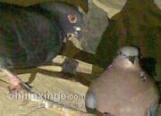 ��������У���������Ծ���(��Ƶ)