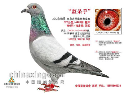 与短程鸽杂交：远程赛鸽依然是宝(图)
