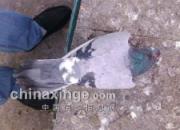 �޾���������Ѫ��Ů��(ͼ)