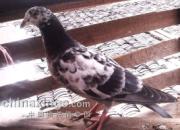 ����ҷɣ������ھ�ר�����롱(ͼ)