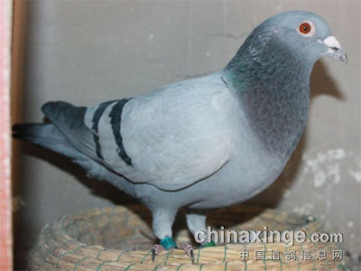 2014�걱�������ܹھ��ظ��Ƹ���(ͼ)