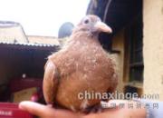 ��Щ������һ������(ͼ)