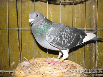 ���ղ�������(ͼ)