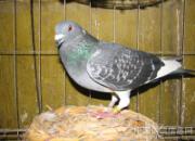 ���ղ�������(ͼ)