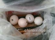 ����������·��������(ͼ)