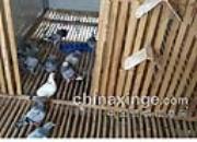 ���᣺���ִ���������(ͼ)