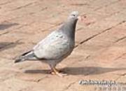 �������룺�ھ���ͻ��(ͼ)