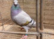 �ײлҴ���������(ͼ)