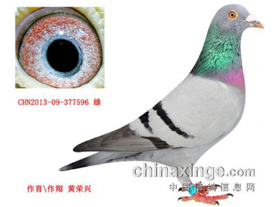 �¶��Ϻ����������Ǿ��ı���������