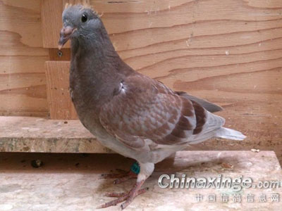 ��ë�׸� ɶɫ����(ͼ)