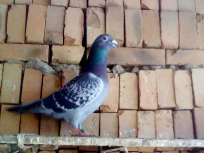 ע��û�����Ҷ�ȥ(ͼ)