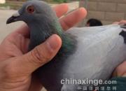 �����и������ر���ר�Һӱ�����(ͼ)