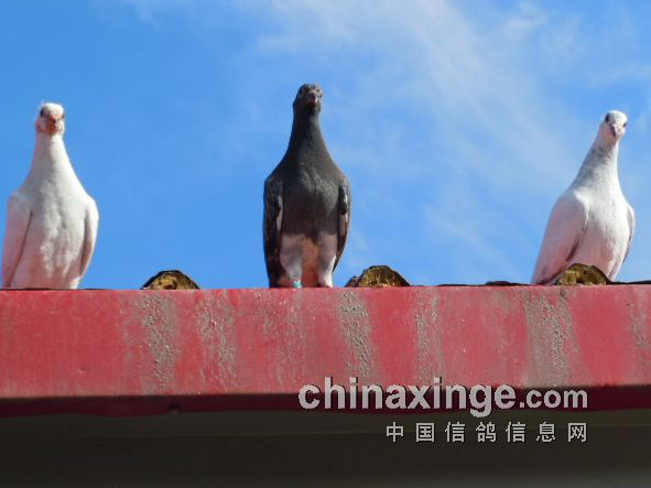 ��ʸ���(ͼ)