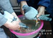 ����Ѻ���׸��Ϲ���(ͼ)