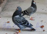 ������������ ���ҽ���һ��(ͼ)