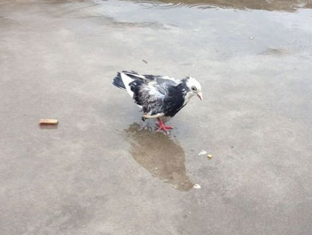 ���ۣ����ȸ�Ҳ����(ͼ)