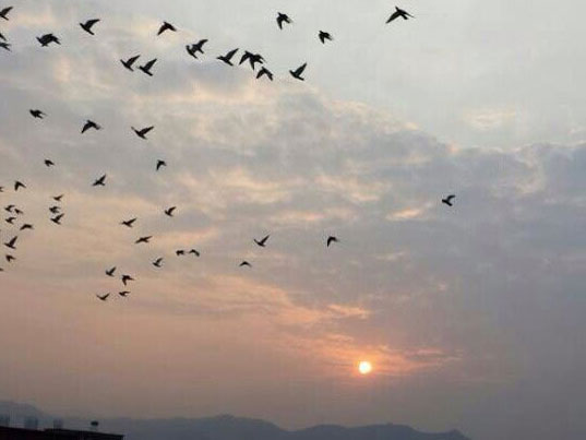 ʫ���ף�ѧ���Ÿ��Ϧ��(ͼ)