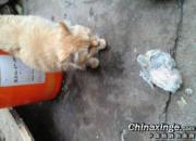 �ھ��������ɳ����ģ�(ͼ)