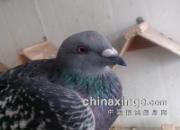 �ٹ鲻ɱ �����δ�����(ͼ)