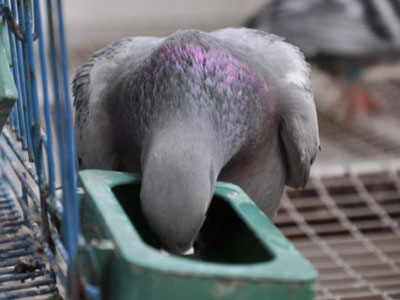 ֱ��С�ƹ�����ʤ������(ͼ)