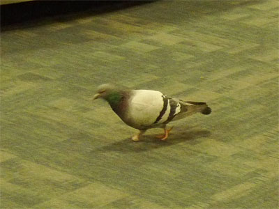 ��һ�� �ڻ�������һֻ����(ͼ)