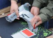 С�سǸ������μӹ�����(ͼ)