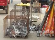 ��ɽ��԰�󼯣���ү�����հ��(ͼ)