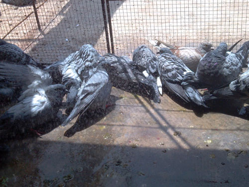 ��Ϊ�׸���ԡ(ͼ)