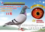 ���桰11�����ܷ��1����(ͼ)