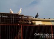 ���мҷɵ������羰(ͼ)