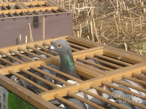 ��սǧ���������(ͼ)