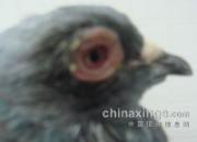 ����ӭ����ԭ�岡����(ͼ)