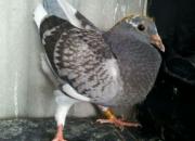 ���᣺����������ر�(ͼ)