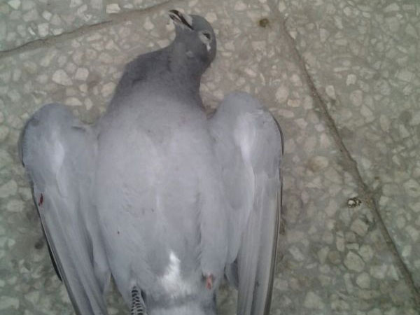 ײ߸ĴŮɣѪܽѵ(ͼ)