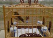 ��������ʧ��Ѱ���(ͼ)