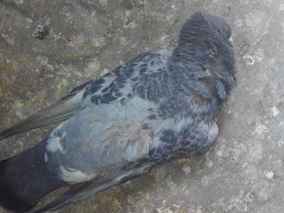 ������ʹʧ��˹.����ԭ��(ͼ)