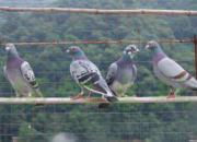 �����Ƭ����ɽ��ˮ�͸�(ͼ)