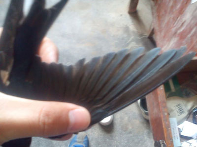 16����ѵ�ǧ����鳲��(ͼ)