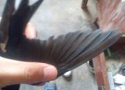 16����ѵ�ǧ����鳲��(ͼ)