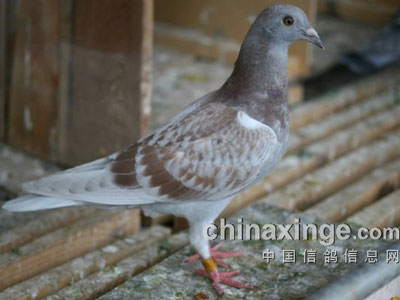 �Ϻ칫�ĺ��Ӳ��ᶪ