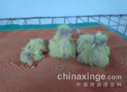 ����̥������������(ͼ)