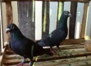 �ڸ��ӣ�Ī����ɭ�ֺڣ�