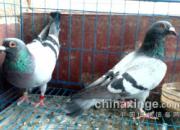 ǧ����ھ����ֵܡ�������(ͼ)